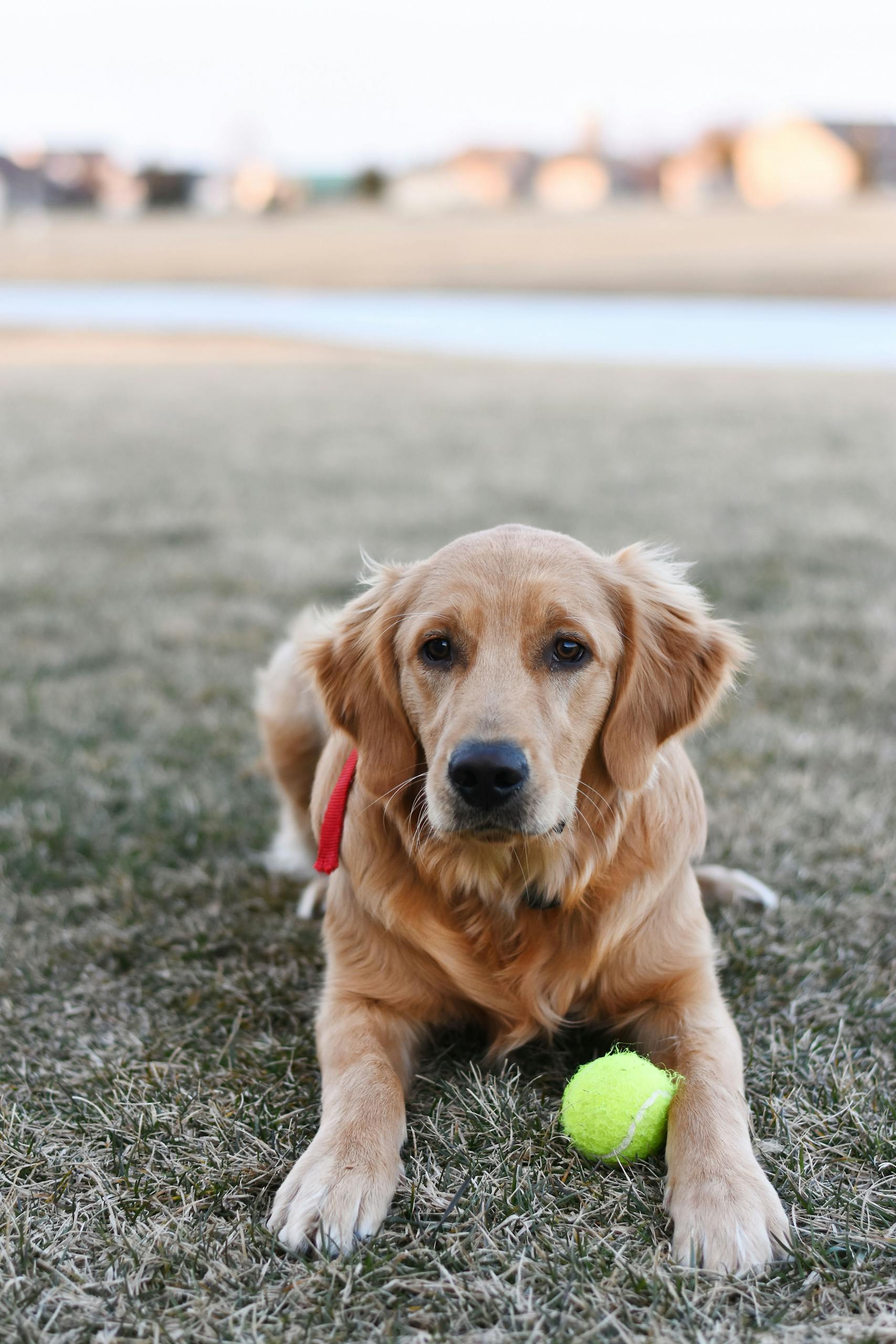 Adorable golden retriever dog lounging with a tennis ball on grass outdoors.